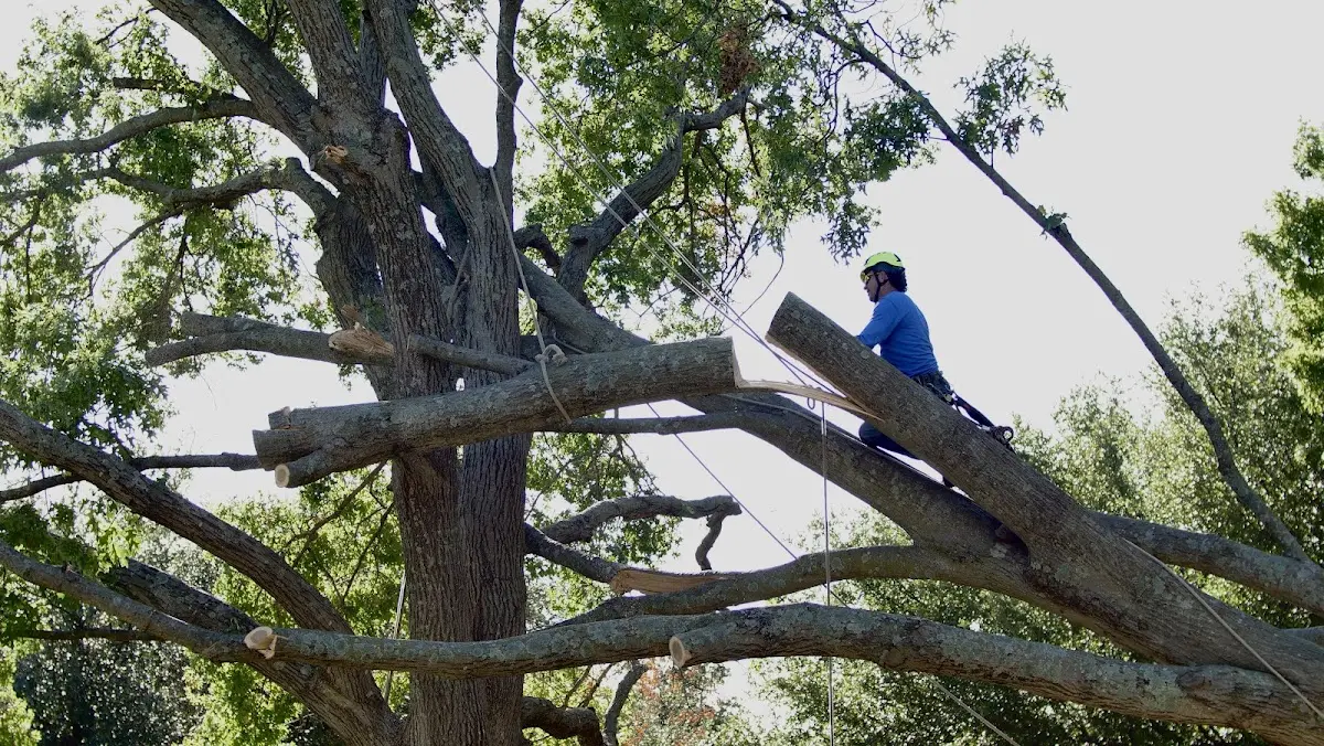 Professional Crown Thinning performed by certified arborists in Myra