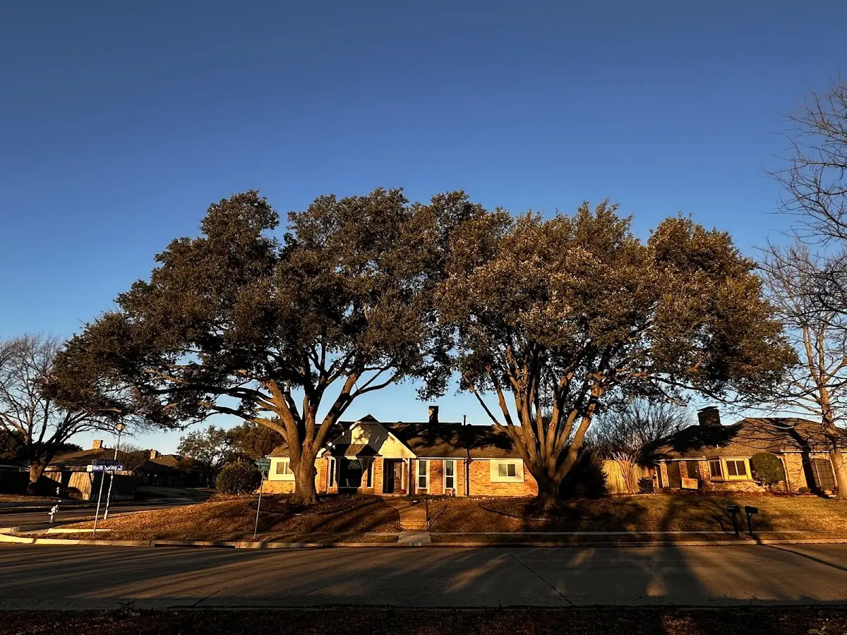 Established residential canopy tree shading a home in Myra